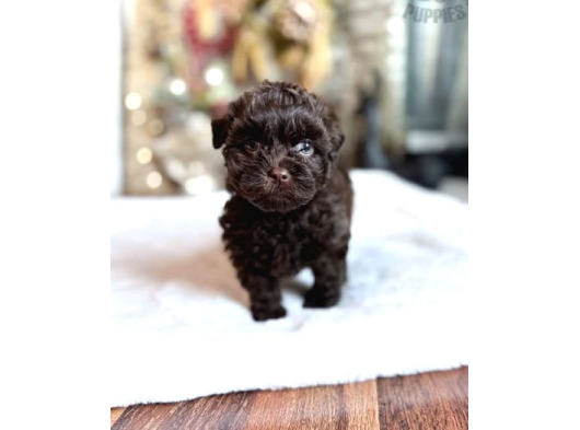 Orjinal Çi̇kolata Mini Boy Poodle Bebek görsel