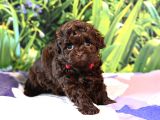 ORJİNAL CHOCOLATE BROWN TEACUP BEBEĞİMİZ