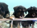 Petmode Köpek Çiftliğinden Ziyarete Açık Minyatür Schnauzer