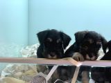 Petmode Köpek Çiftliğinden Ziyarete Açık Minyatür Schnauzer