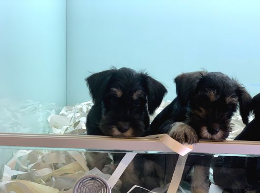 Petmode Köpek Çiftliğinden Ziyarete Açık Minyatür Schnauzer görsel