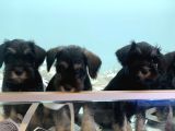 Petmode Köpek Çiftliğinden Ziyarete Açık Minyatür Schnauzer