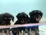 Petmode Köpek Çiftliğinden Ziyarete Açık Minyatür Schnauzer