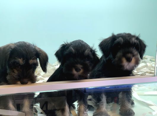 Petmode Köpek Çiftliğinden Ziyarete Açık Minyatür Schnauzer görsel