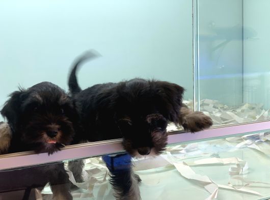 Petmode Köpek Çiftliğinden Ziyarete Açık Minyatür Schnauzer görsel