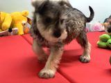 Petmode Köpek Çiftliğinden Ziyarete Açık Minyatür Schnauzer