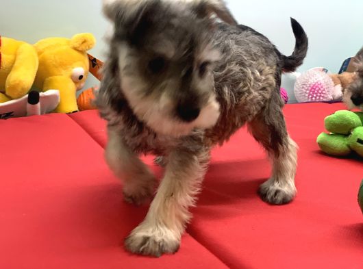 Petmode Köpek Çiftliğinden Ziyarete Açık Minyatür Schnauzer görsel