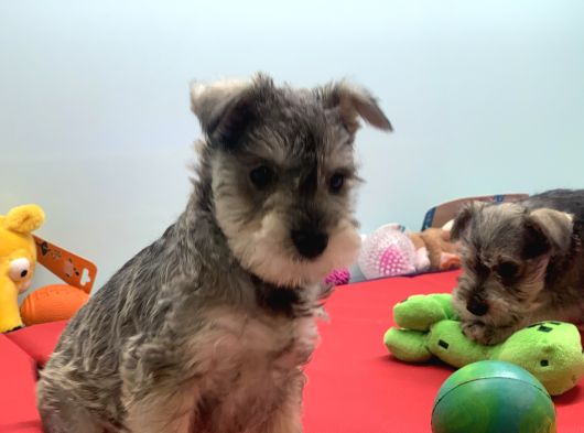 Petmode Köpek Çiftliğinden Ziyarete Açık Minyatür Schnauzer görsel