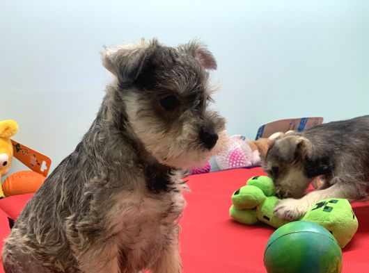Petmode Köpek Çiftliğinden Ziyarete Açık Minyatür Schnauzer görsel