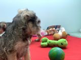 Petmode Köpek Çiftliğinden Ziyarete Açık Minyatür Schnauzer