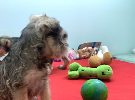 Petmode Köpek Çiftliğinden Ziyarete Açık Minyatür Schnauzer görsel