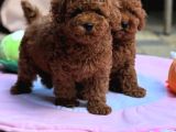 Neşeli Bıdıklar Toypoodle