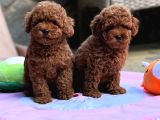 Neşeli Bıdıklar Toypoodle