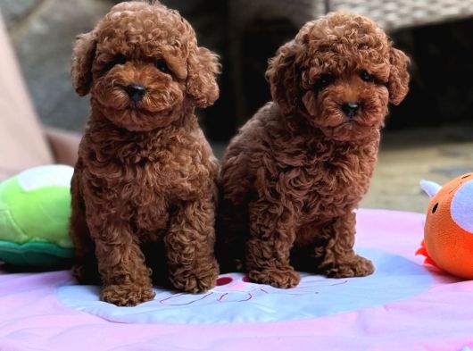 Neşeli Bıdıklar Toypoodle görsel