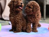 Neşeli Bıdıklar Toypoodle