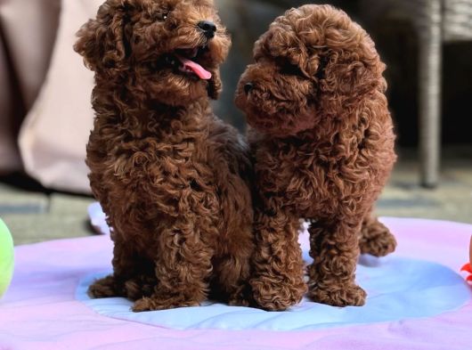 Neşeli Bıdıklar Toypoodle görsel