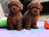 Neşeli bıdıklar toypoodle