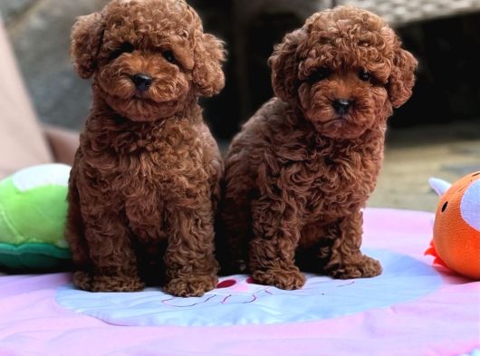 Neşeli Bıdıklar Toypoodle
