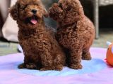 Neşeli Bıdıklar Toypoodle
