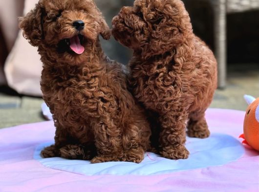 Neşeli Bıdıklar Toypoodle görsel