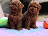 Neşeli Bıdıklar Toypoodle