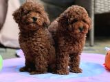 Neşeli Bıdıklar Toypoodle