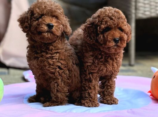 Neşeli Bıdıklar Toypoodle görsel