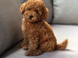 Neşeli Bıdıklar Toypoodle