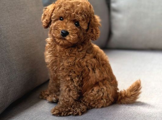 Neşeli Bıdıklar Toypoodle görsel