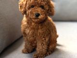 Neşeli Bıdıklar Toypoodle