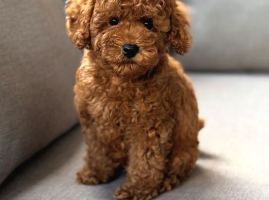Neşeli Bıdıklar Toypoodle görsel