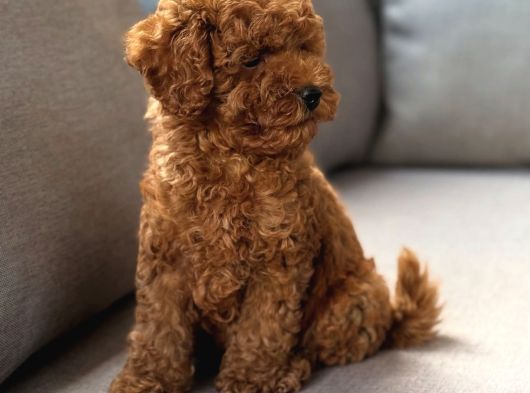 Neşeli Bıdıklar Toypoodle görsel