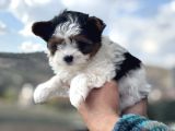 Petmode Köpek Çifrtliğinden Tea Cup Morkie Yavrular