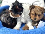 Petmode Köpek Çifrtliğinden Tea Cup Morkie Yavrular