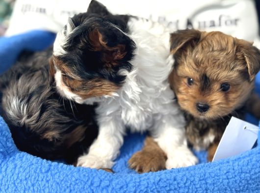 Petmode Köpek Çifrtliğinden Tea Cup Morkie Yavrular görsel