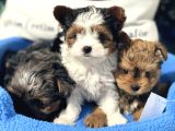Petmode Köpek Çifrtliğinden Tea Cup morkie yavrular