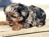 Petmode Köpek Çifrtliğinden Tea Cup Morkie Yavrular