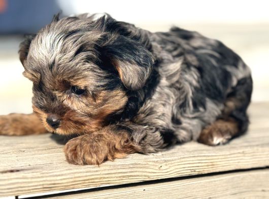 Petmode Köpek Çifrtliğinden Tea Cup Morkie Yavrular görsel