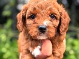 Evinize Neşe Getirecek  Teacup Maltipoo Yavrularımız