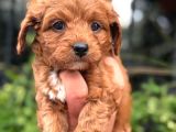 Orji̇nal Teacup Malti̇po Yavrularimiz