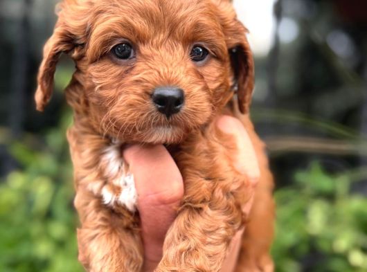 Orji̇nal Teacup Malti̇po Yavrularimiz görsel