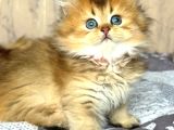 altın Yumağımız Black Golden British Longhair