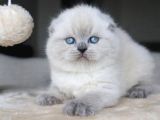 Deniz Gözlü Blue Point Scottish Fold Shorthair