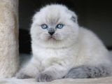 Deniz Gözlü Blue Point Scottish Fold Shorthair