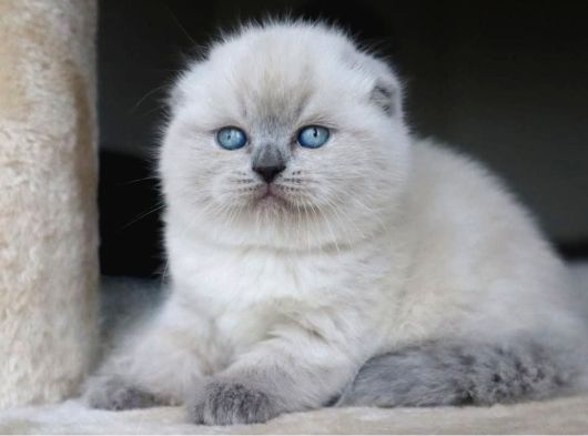 Deniz Gözlü Blue Point Scottish Fold Shorthair görsel
