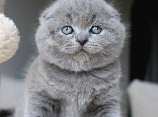 Duman Grisi Scottish Fold Shorthair görsel