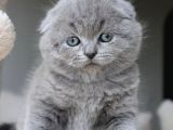 Duman Grisi Scottish Fold Shorthair