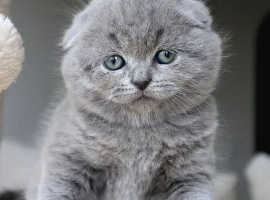 Duman Grisi Scottish Fold Shorthair