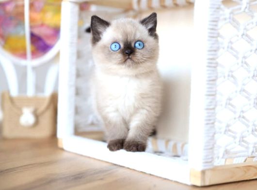 En Nadide Çikolata Point British Shorthair görsel