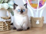 En Nadide Çikolata Point British Shorthair